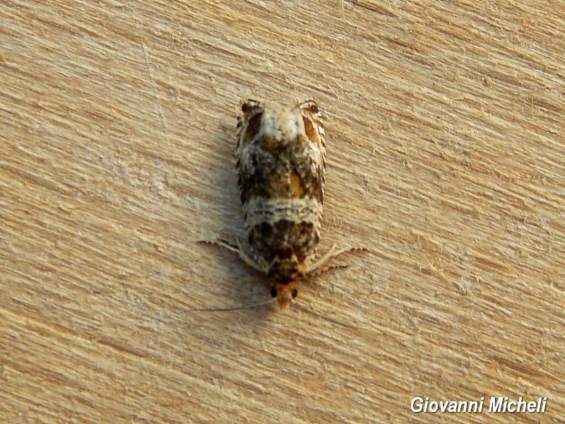 Tortricidae da ID - Celypha flavipalpana